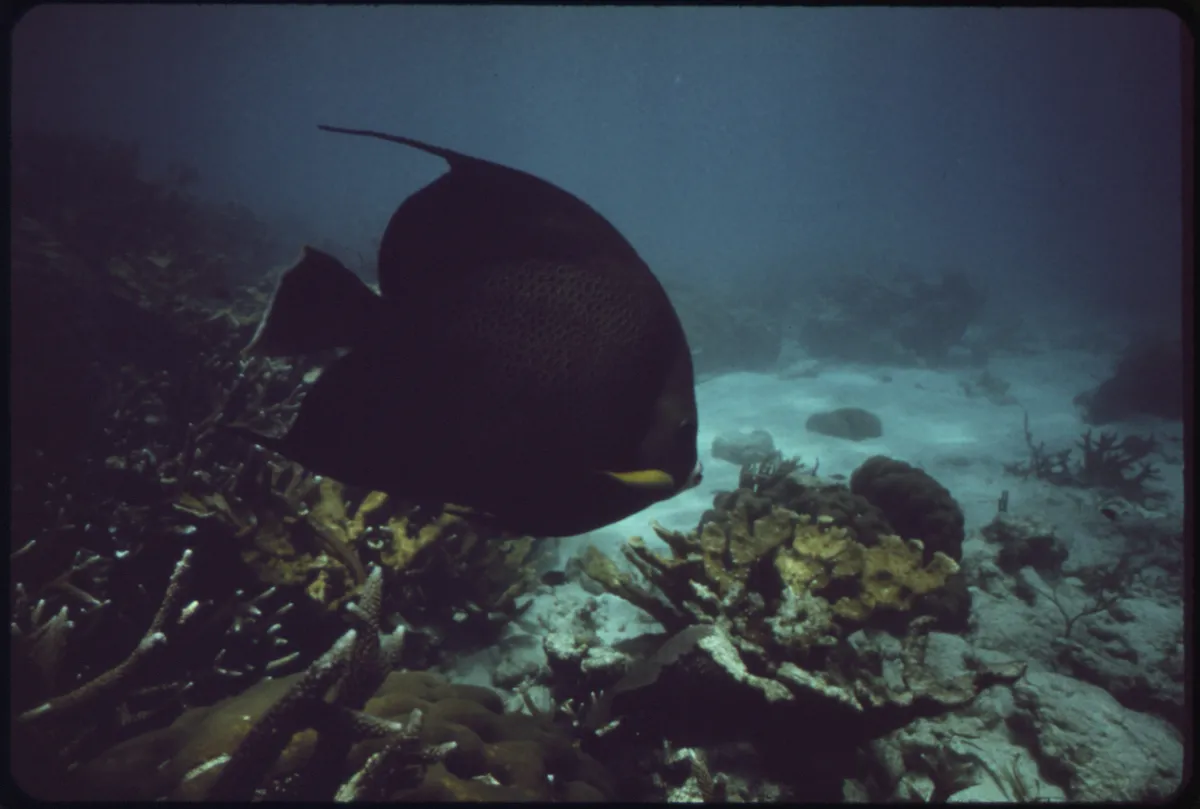 Coral heads in shallow turquoise water on Molasses Reef, Florida Keys